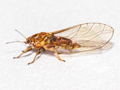 Trioza remota